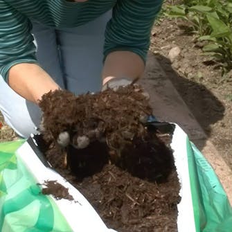 Gødning staudebed Gødning staudebed